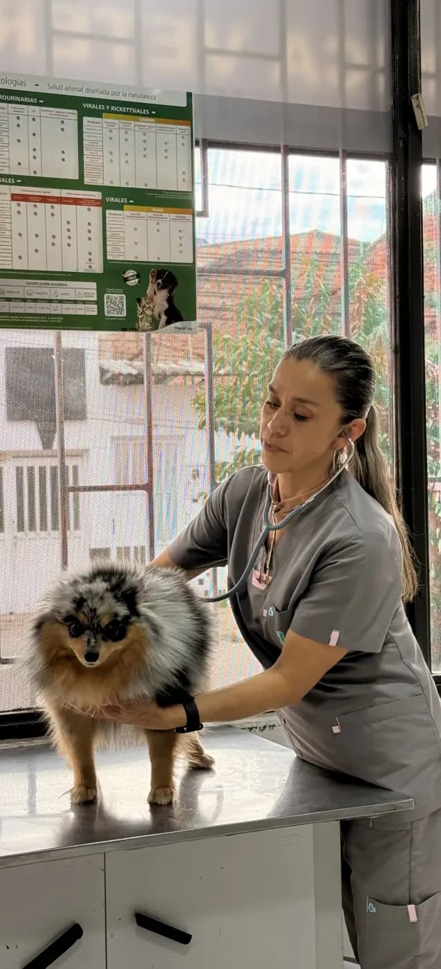 Una médica veterinaria de Mascott auscultando con fonendoscopio a un pomerania sobre la mesa de consulta