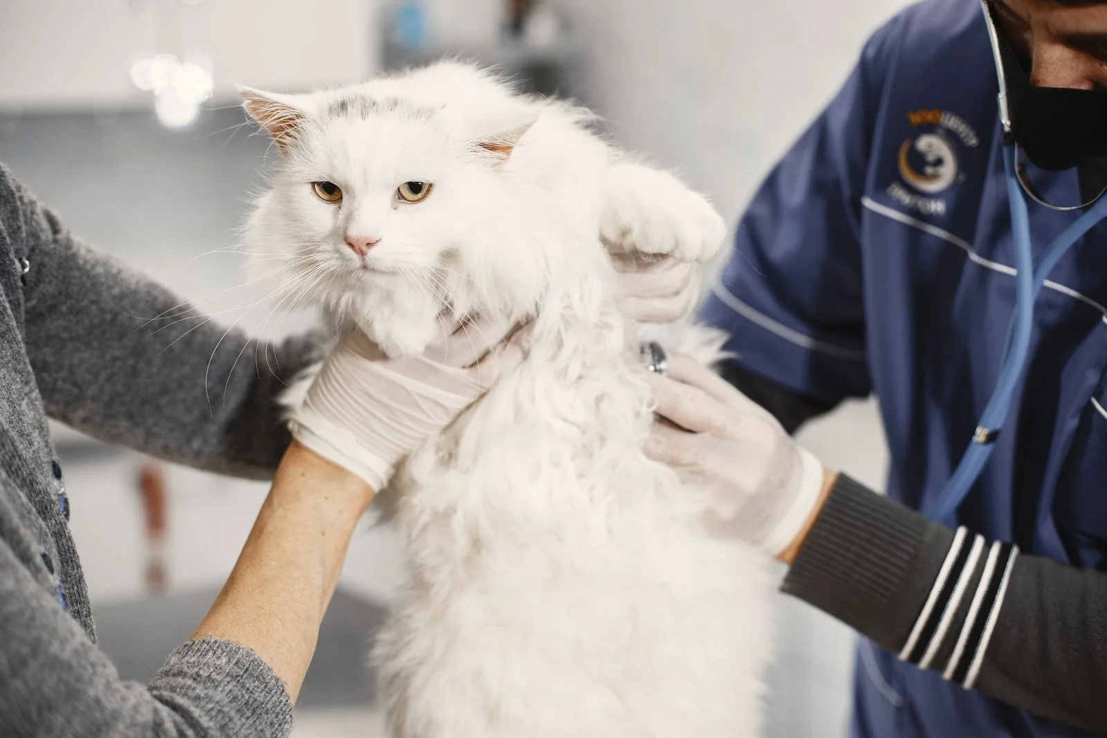 Un gato blanco de pelo largo sujetado con guantes sobre la mesa de consulta durante una revisión