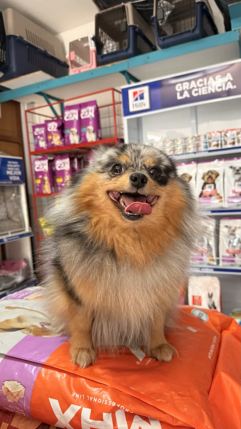 Un pomerania de manto azul merle sentado y sonriente en la tienda de la clínica, con las estanterías de alimento al fondo